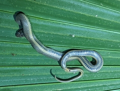 Liodytes rigida deltae