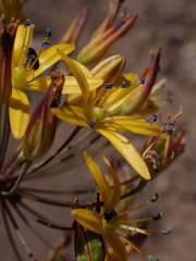 Bloomeria crocea