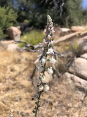 Sairocarpus coulterianus