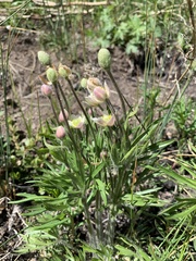 Anemone multifida multifida