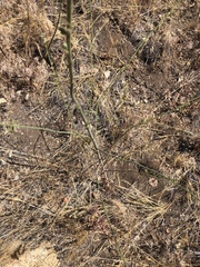Sairocarpus coulterianus