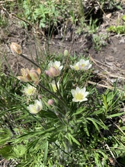 Anemone multifida multifida