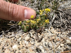 Draba densifolia
