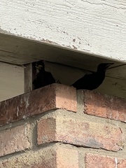 Sturnus vulgaris