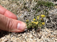 Draba densifolia