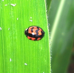 Cheilomenes sexmaculata
