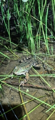 Pelophylax ridibundus