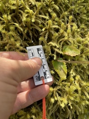 Micranthes marshallii