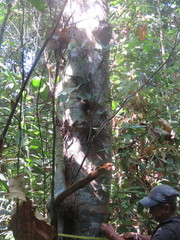 Helicostylis tomentosa