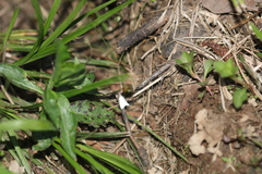 Argyria gonogramma