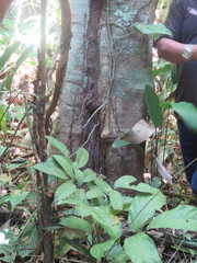 Helicostylis tomentosa