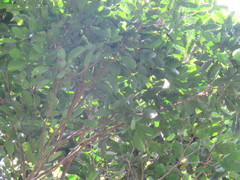 Helicostylis tomentosa