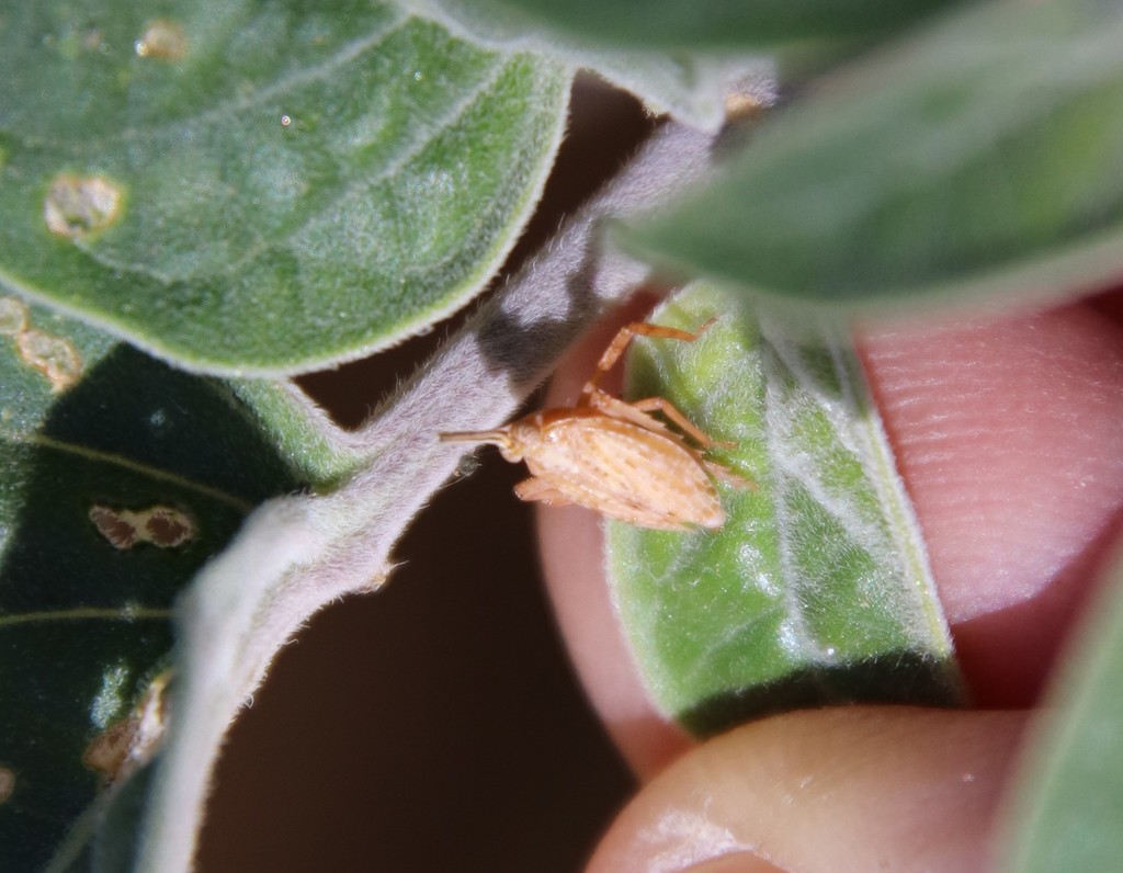 Scolops pallidus