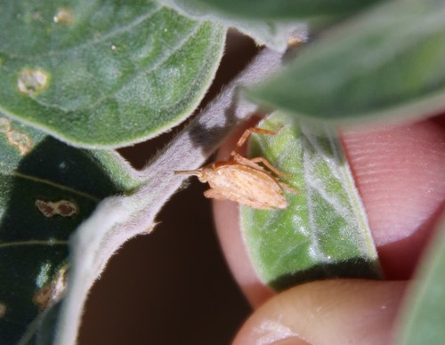 Scolops pallidus