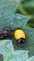 Coccinella septempunctata