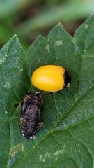 Coccinella septempunctata