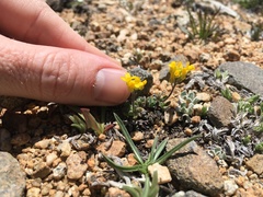Draba lemmonii