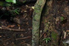 Anthocarapa nitidula