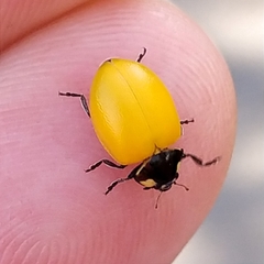 Coccinella septempunctata