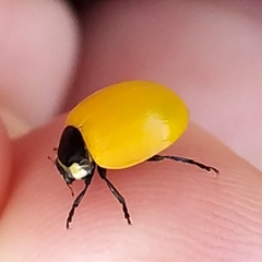 Coccinella septempunctata