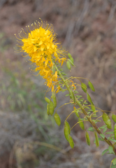 Cleomella platycarpa