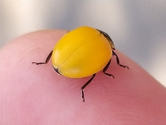 Coccinella septempunctata