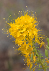 Cleomella platycarpa
