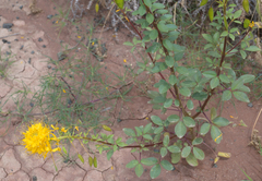 Cleomella platycarpa