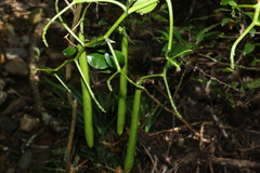 Pseudovanilla foliata