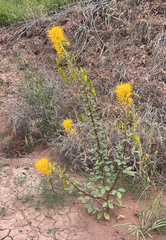 Cleomella platycarpa