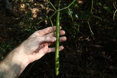 Pseudovanilla foliata