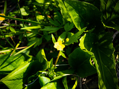 Ranunculus hispidus caricetorum
