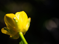 Ranunculus hispidus caricetorum