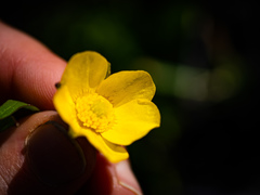 Ranunculus hispidus caricetorum