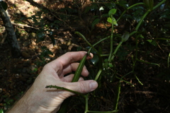 Pseudovanilla foliata
