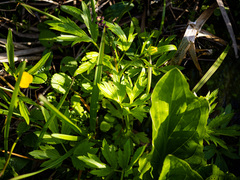 Ranunculus hispidus caricetorum