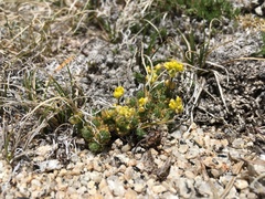 Draba densifolia