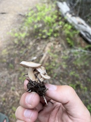 Clitocybe albirhiza