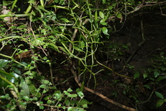 Pseudovanilla foliata