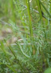 Astragalus conjunctus