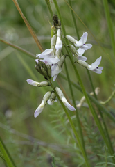 Astragalus conjunctus