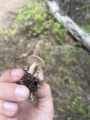 Clitocybe albirhiza