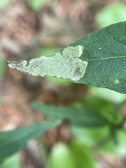Liriomyza pistilla