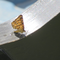 Epelis truncataria