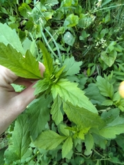 Geum virginianum