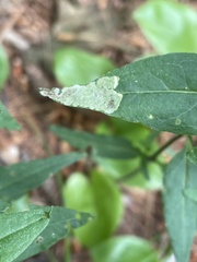 Liriomyza pistilla