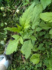 Geum virginianum