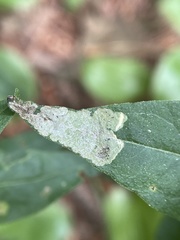 Liriomyza pistilla