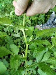 Geum virginianum