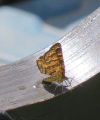 Epelis truncataria
